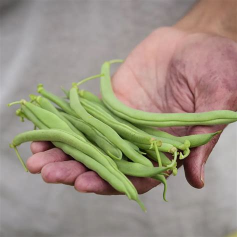 Blue Lake Bush 274 Bean Seeds Baker Creek Seeds