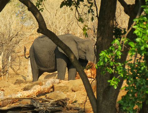 Kalahari Elephant Botswana Kasane Chobe River Sunset Cr Flickr