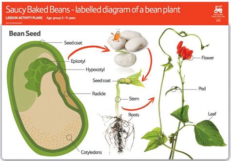 Diagram Of A Bean - alternator