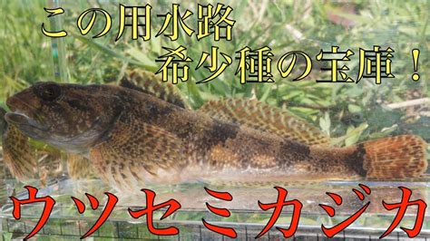 【ガサガサ】用水路でガサガサしたら、希少種捕獲！no5 Youtube