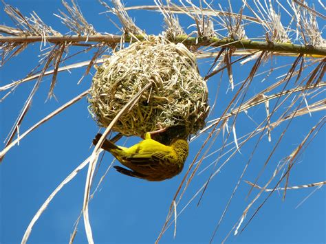 Free Images Tree Nature Branch Winter Leaf Flower Spring Blue Flora Twig Bird Nest