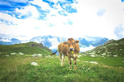 Vacas En Los Pastizales De Los Alpes Suizos Imagen De Archivo Imagen