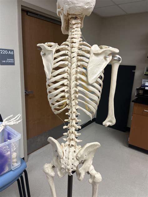 Anatomy Lab Chapter Skeletal System Vertebral Column Diagram