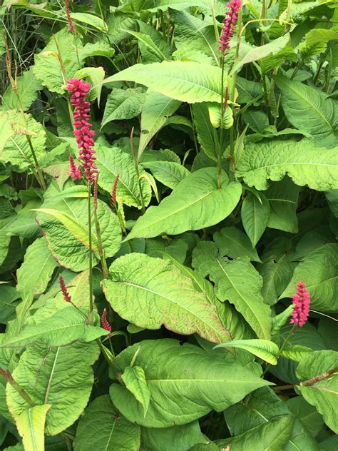 Mistaken Plants That Look Like Japanese Knotweed 20 Look