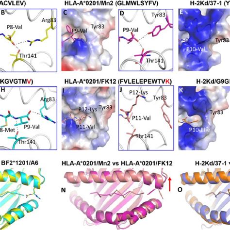 The Conserved Arg At The C Terminus Of The Peptide Binding Groove Of