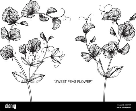 Sweet Pea Flower Drawing Illustration Black And White With Line Art Stock Vector Image And Art