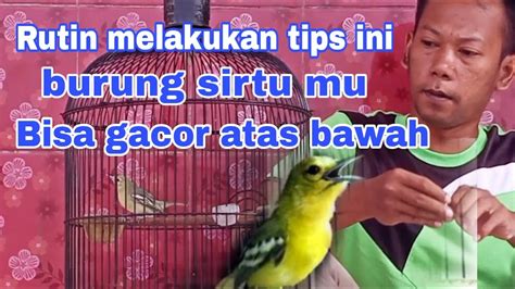 Cara Melatih Burung Sirtu Biar Bisa Gacor Atas Bawah Youtube