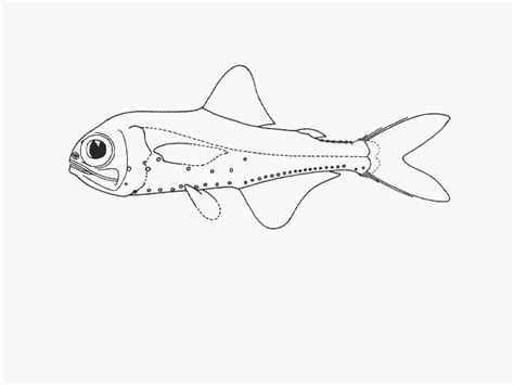 Tilapia Fish Drawing at GetDrawings | Free download