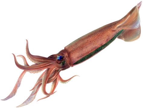 Japanese Flying Squid Squid Seafood Recommendation Seafood Watch