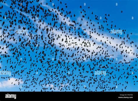 Birds Of A Feather Flock Together Hi Res Stock Photography And Images