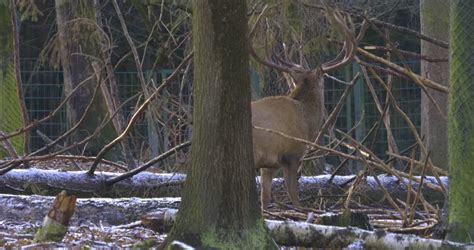 Deer With Giant Antlers Image Free Stock Photo Public Domain Photo