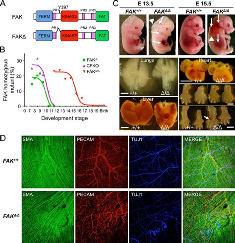 Late defects and lethality in FAK ⌬ / ⌬ embryos. A, schematic FAK and... | Download Scientific ...