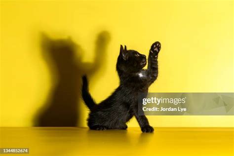 11474 Cute Black Cats Stock Photos High Res Pictures And Images