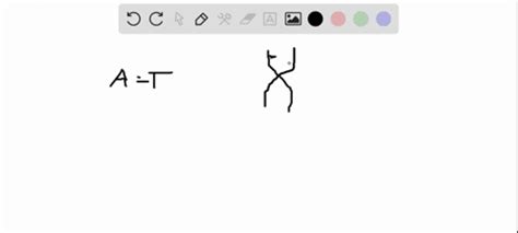 SOLVED Because Of Base Pairing Of The Two Strands In DNA The Numerade