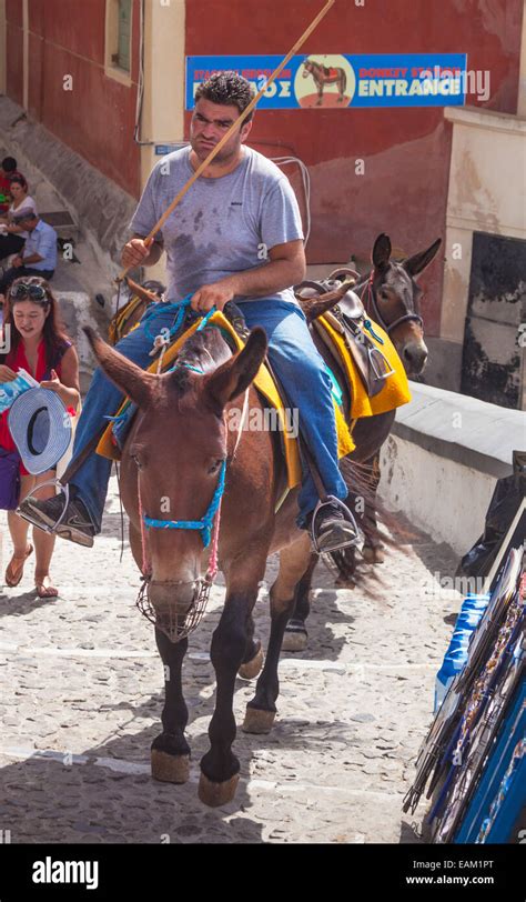 Tourist Donkeys On Steps From Old Port To The Village Of Fira Santorini