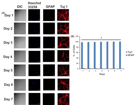 Generation Of Neurospheres From Mixed Primary Hippocampal And Cortical