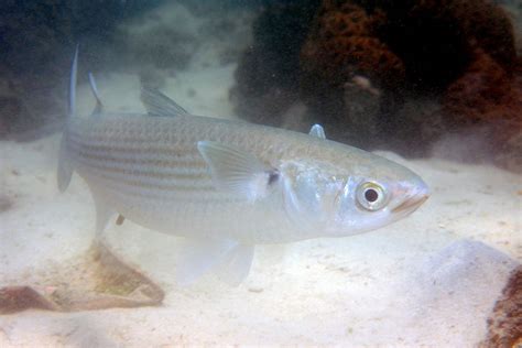 Grey Mullet Seafood Risk Assessment