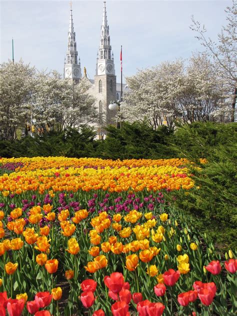 Ottawa Tulip Festival: A Colorful Celebration