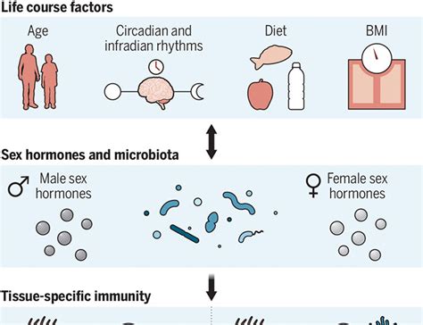 Sex Differences In Tissue Immunity Science