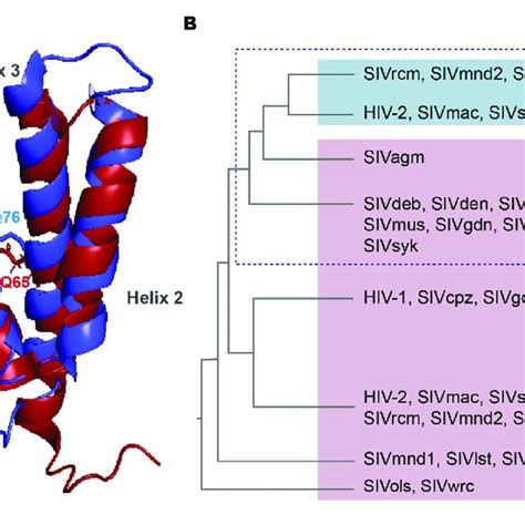 Structure Comparison And Origin Of Vpr And Vpx A Structural