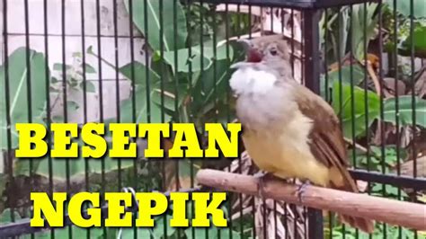 PANCINGAN Cucak Jenggot Gacor Beset Ngepik Nembak Rapat Suara JERNIH