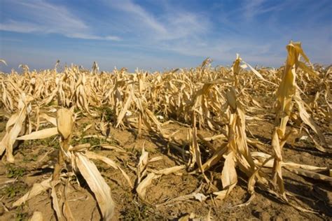 Zeroing In On Food Security As Agricultural Impacts Of Climate Crisis