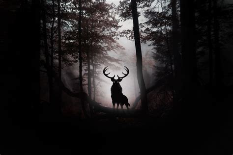 Deer Wallpapers on WallpaperDog