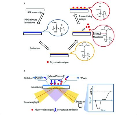 A Principle Diagram Of Spr Aptasensor Platform B Principle Download Scientific Diagram