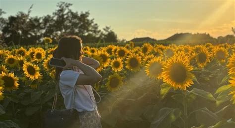 Sunnyland Labirinto Di Girasoli A Corbetta Mentelocale Web Magazine