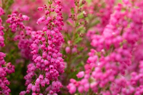 Erica Gracilis Beauty Queens Un Orso In Campagna