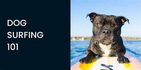 Dog Surfing 101 (A Beginners Guide To Surfing & Pooches) - Honest Surf