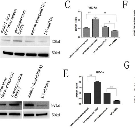 DPPIV Overexpression Increased Cell Proliferation In Ishikawa HEC 1B