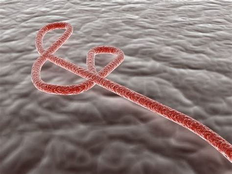 Ebola Virus 3d Model Cgtrader