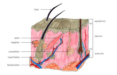 Weetje Opbouw Van De Huid Beleza Eindhoven