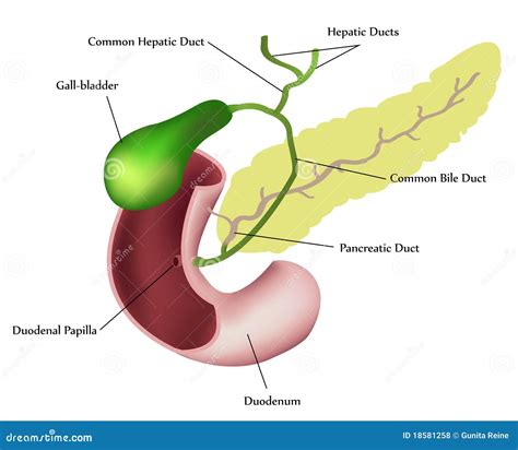 Pancreas Duodenum And Gall Bladder Royalty Free Stock Photos Image