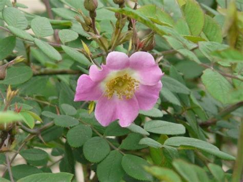 Esencia Floral De Rosa Macrophylla Himalayan Rose Rosa Macrophylla