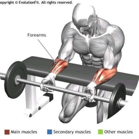 Forearm Curl By Akam Bakr Exercise How To Skimble