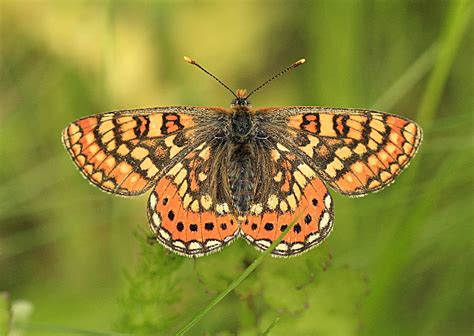 Mariposa Euphydryas Aurinia Jose Antonio Diz Orge Flickr