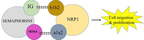 Nrp1 In Combination With Semaphorin Activates Vegf To Initiate Cancer