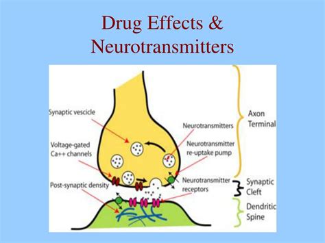 Ppt Drug Effects Neurotransmitters Powerpoint Presentation Id