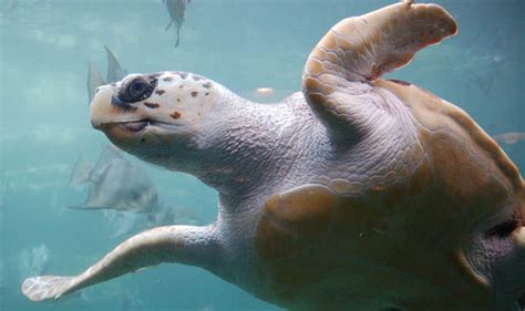 Turtles are under threat from plastic pollution | Nature | News ...