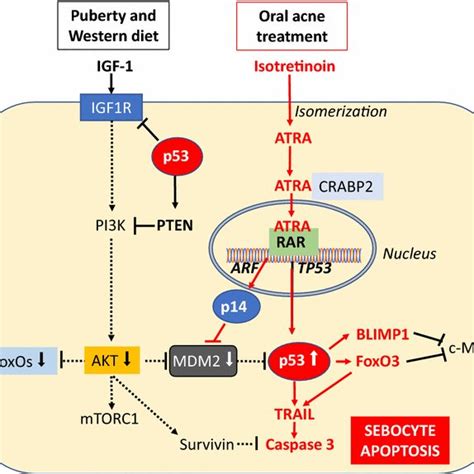 Isotretinoin Induced P53 Mediated Sebocyte Apoptosis In The Sebocyte Download Scientific