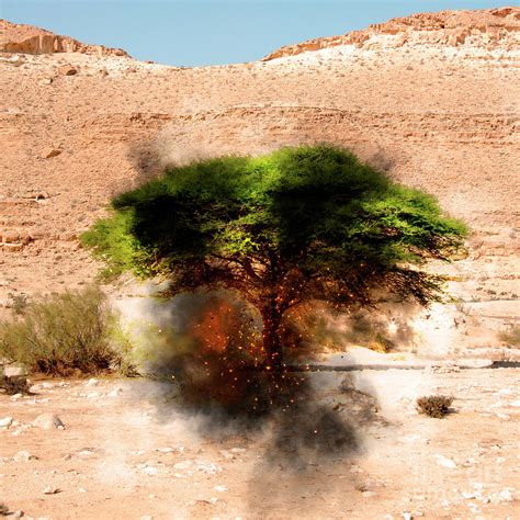 Biblical burning Bush Photograph by Humourous Quotes - Fine Art America