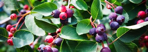 Juneberry