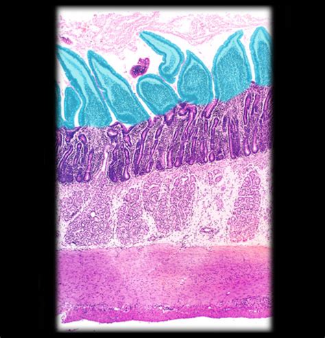 Lab Apr Digestive And Respiratory System Flashcards Quizlet