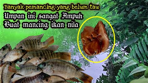 Test Racikan Umpan Terbaru Mancing Ikan Nila Auto Plung Nyut