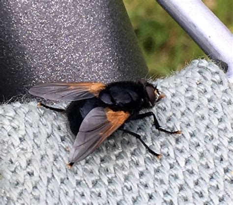 Noon Fly Mesembrina Meridiana In The Garden Bob Shand Flickr