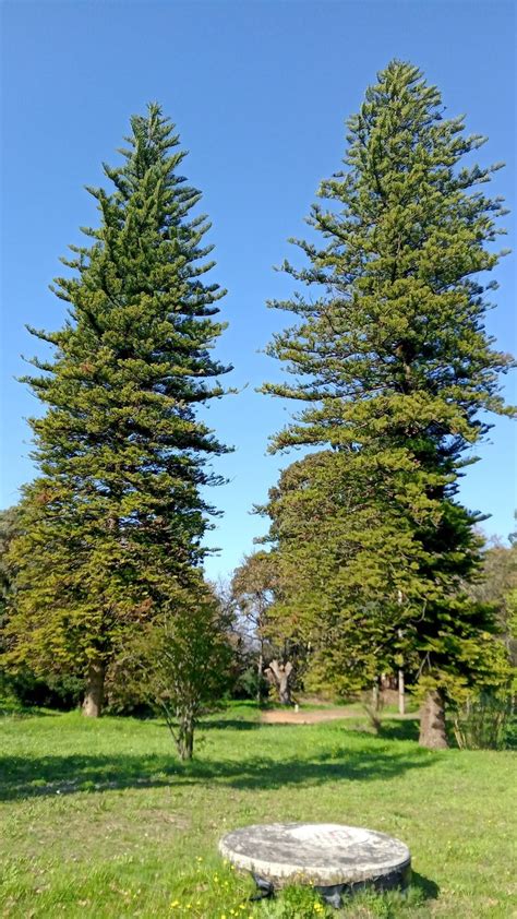 Norfolk Island Pine In Paarl Arboretum