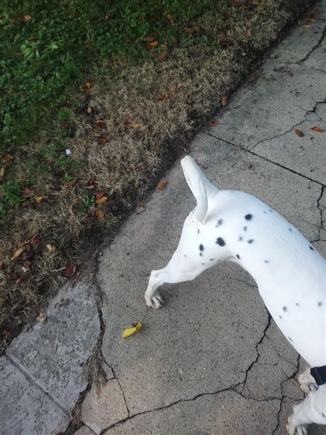 Can a Dalmatian's tail curl like this? : r/Dalmatian