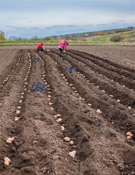 Batatas Em Caixas Para Plantar Plantando Batatas Em Sua Terra Na Aldeia